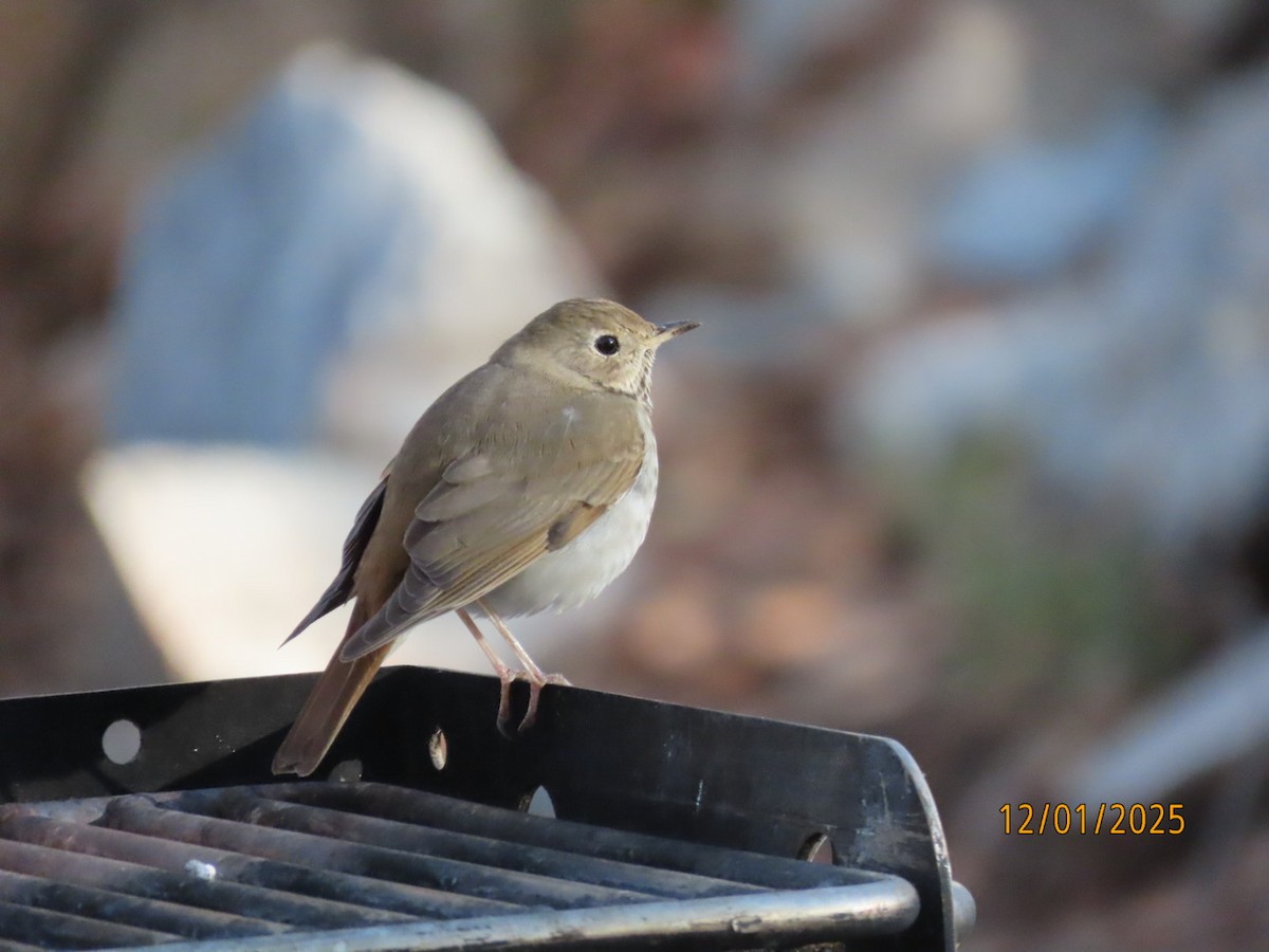 Hermit Thrush - ML646201745