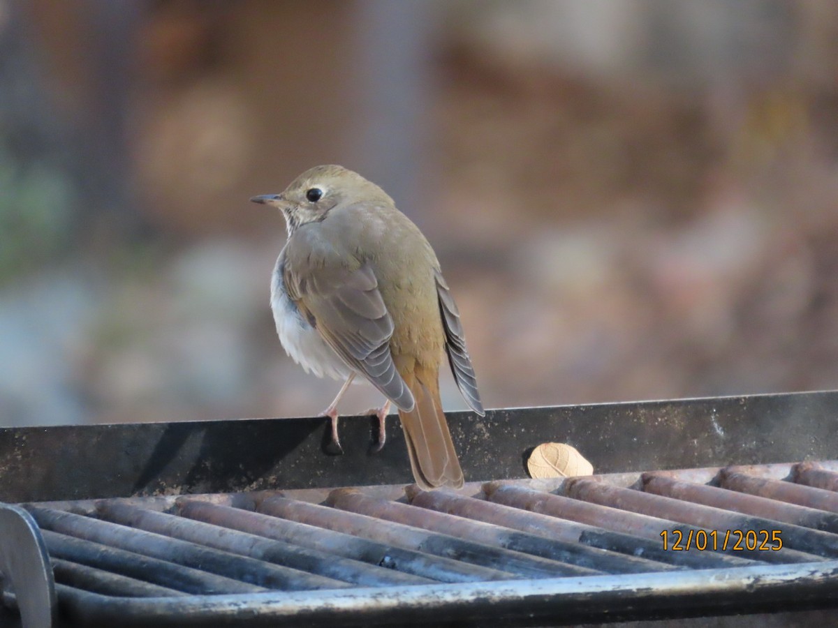 Hermit Thrush - ML646201746