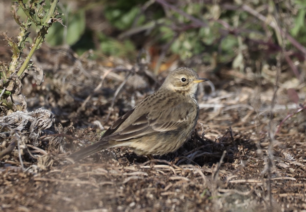 American Pipit - ML646201759