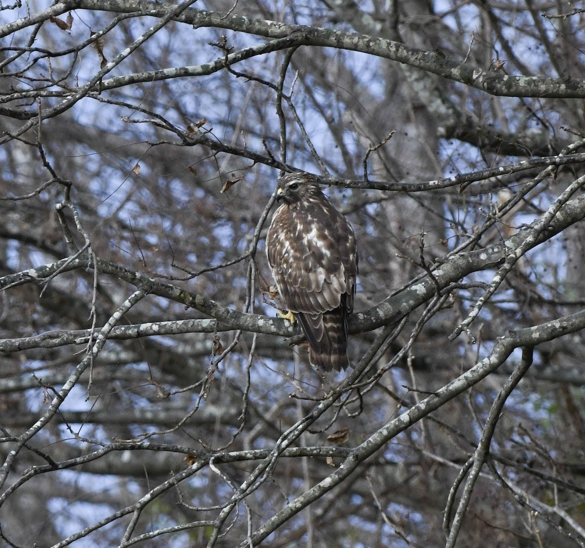 Red-shouldered Hawk (lineatus Group) - ML646201761