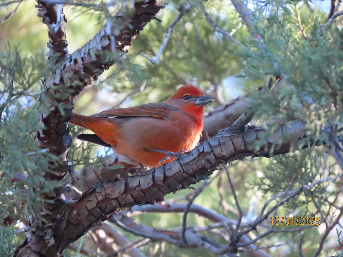 Hepatic Tanager - ML646201766