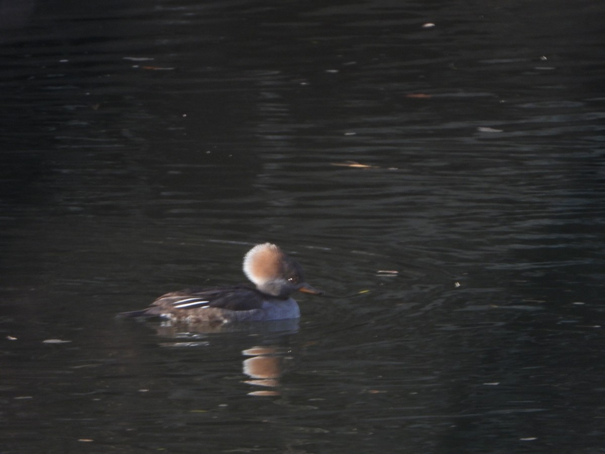 Hooded Merganser - ML646201772