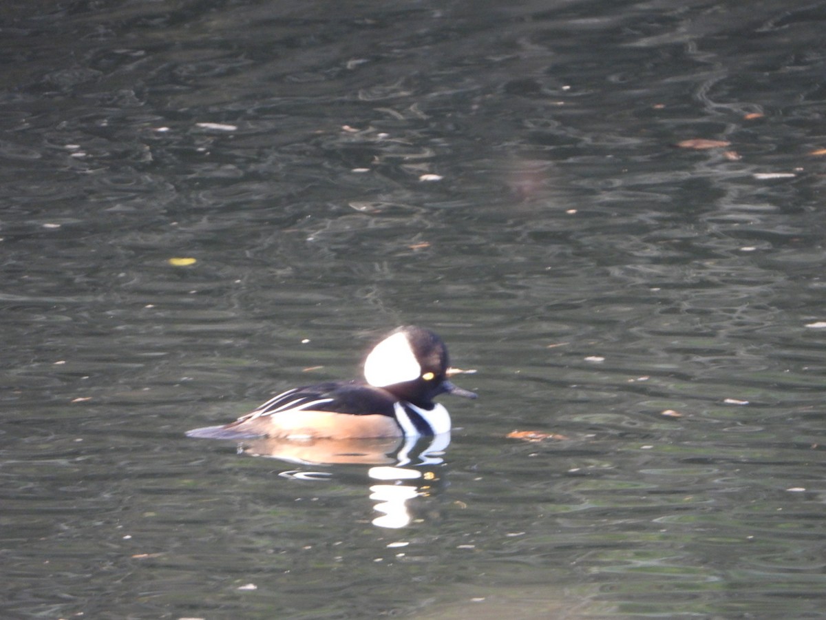 Hooded Merganser - ML646201773