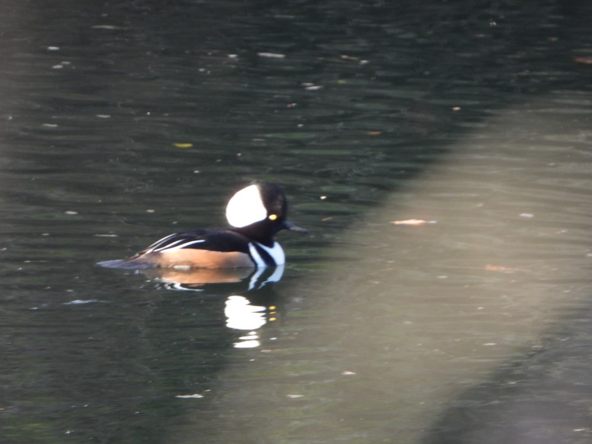 Hooded Merganser - ML646201774
