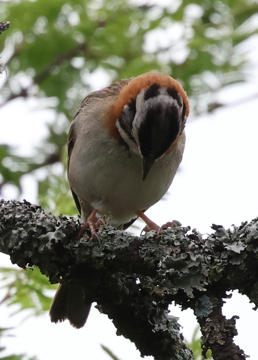 Rufous-collared Sparrow - ML646201786