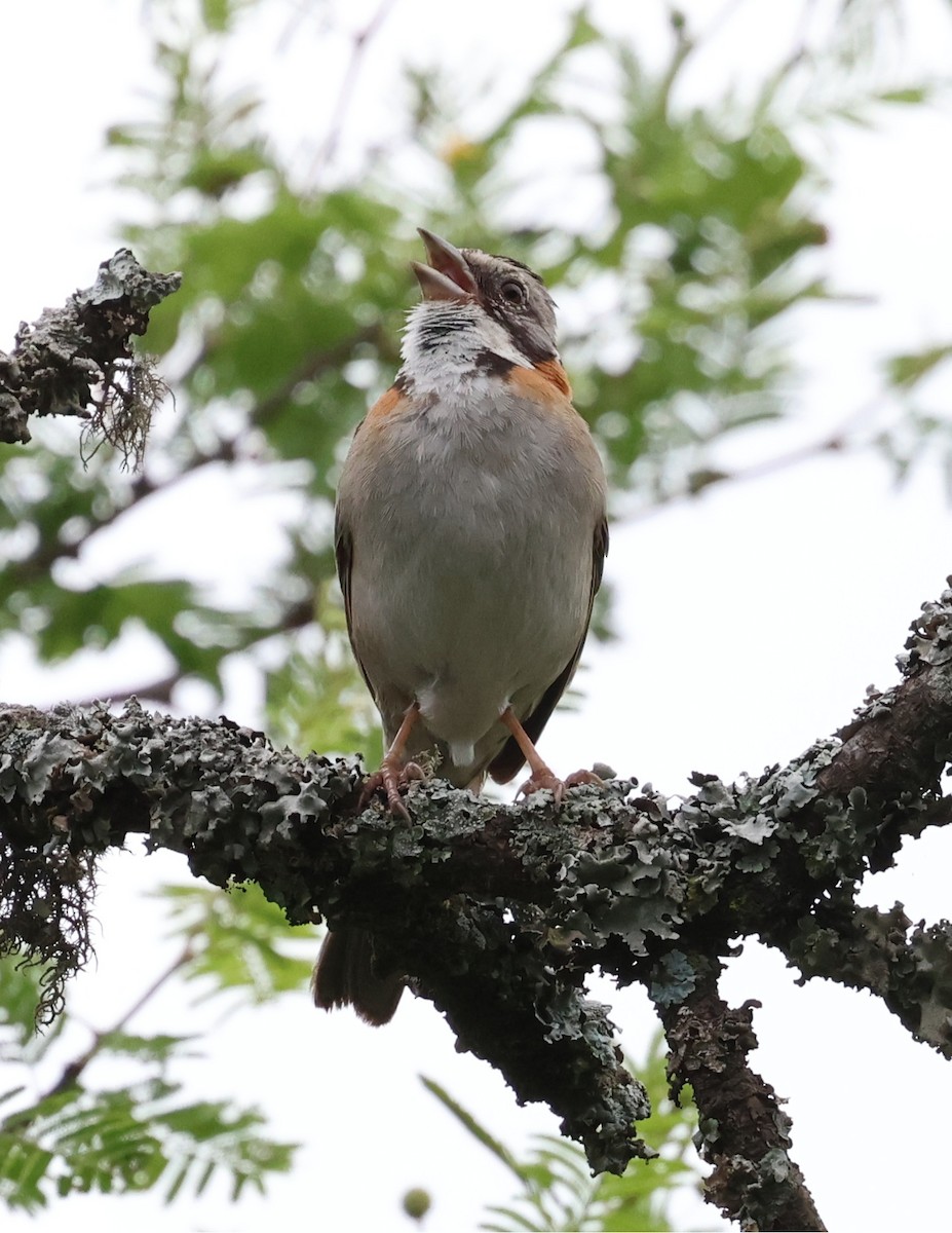 Rufous-collared Sparrow - ML646201787