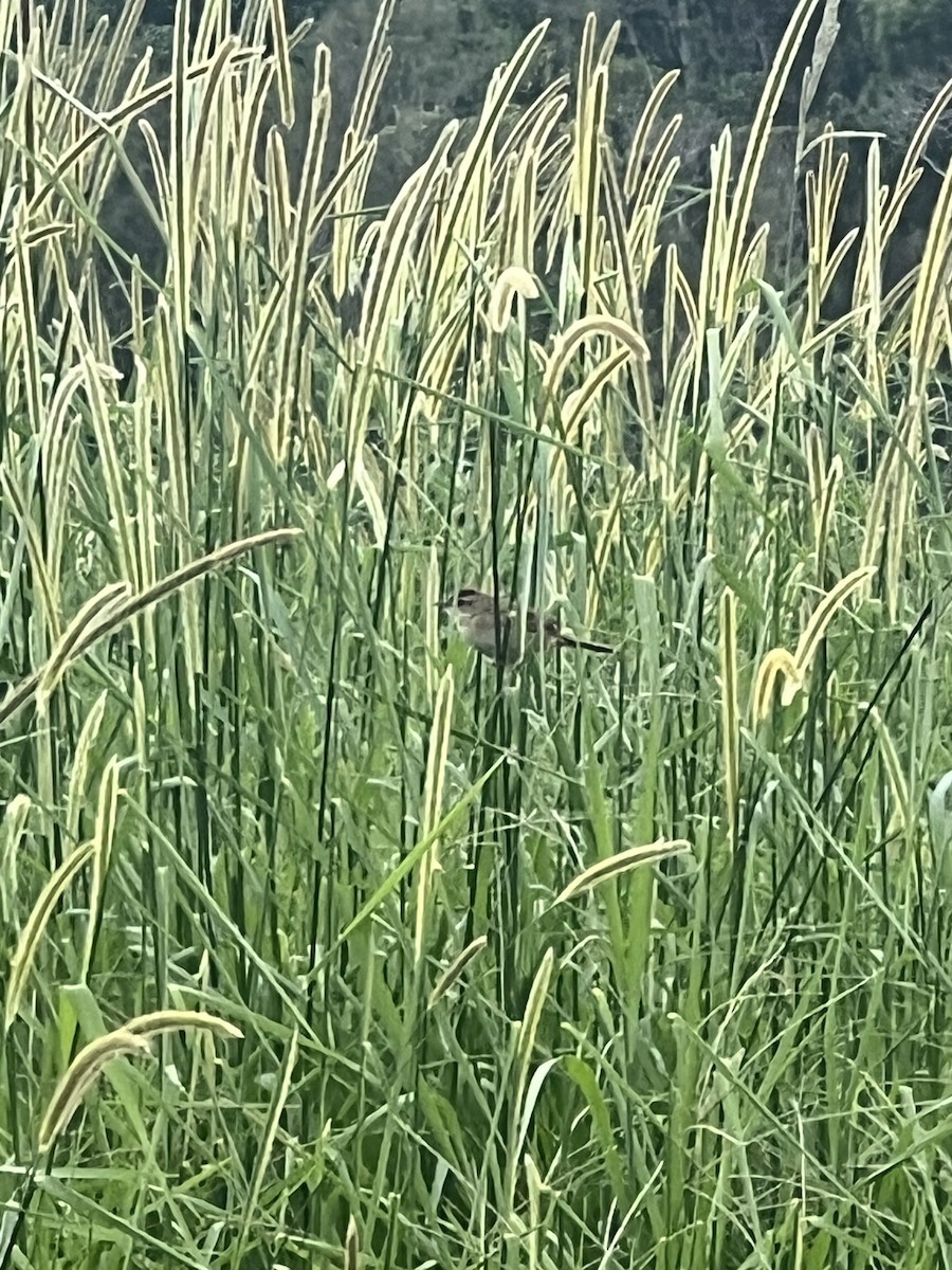 Tawny Grassbird - ML646201788