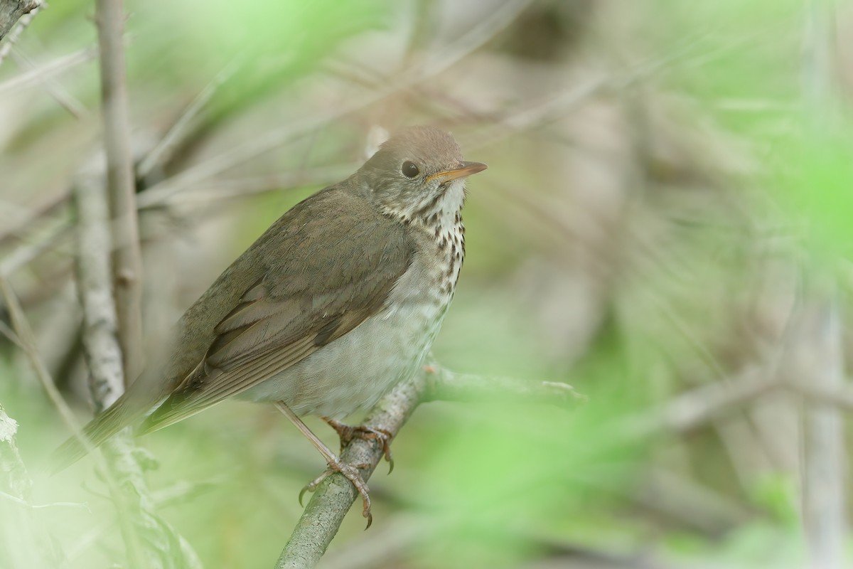 Grauwangen-Musendrossel - ML646201791