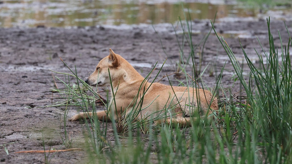 Animals - ML646201832