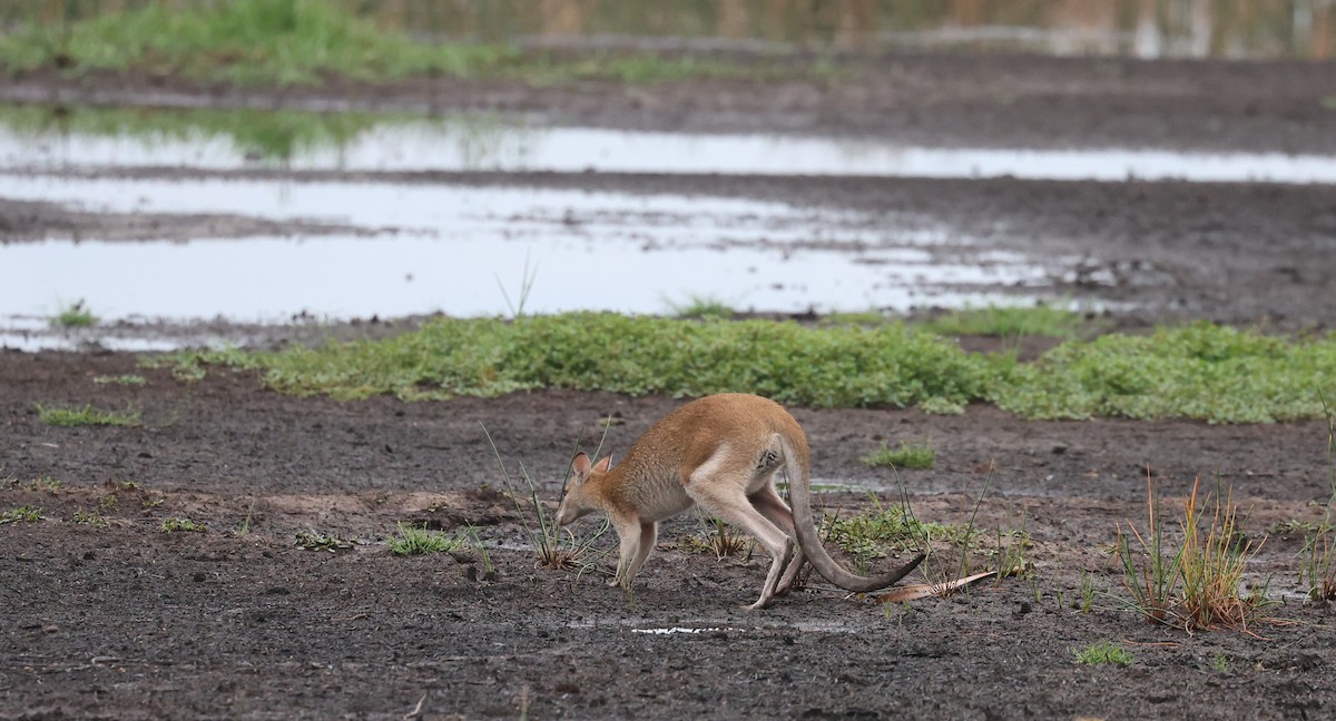 Animals - ML646201833