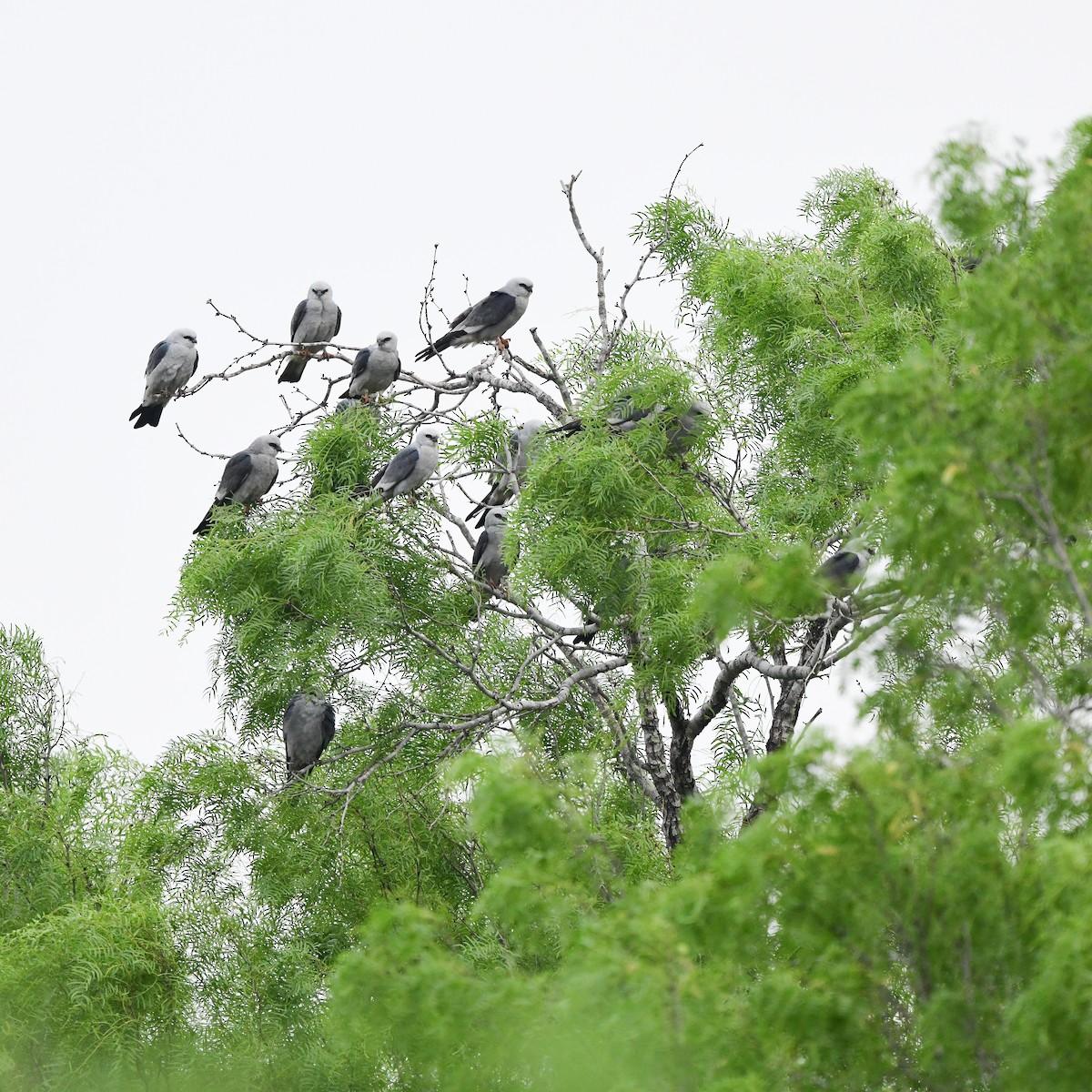 Mississippi Kite - ML646201860