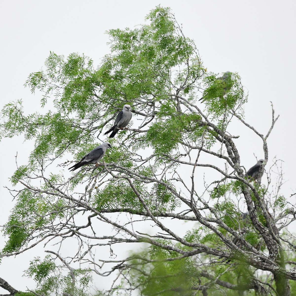 Mississippi Kite - ML646201861