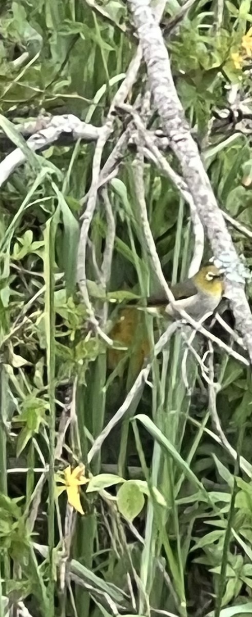 Silvereye - ML646201866