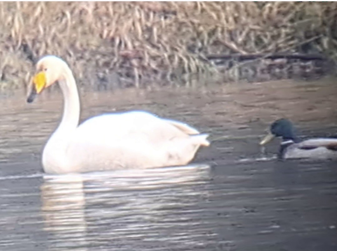 Whooper Swan - ML646201869