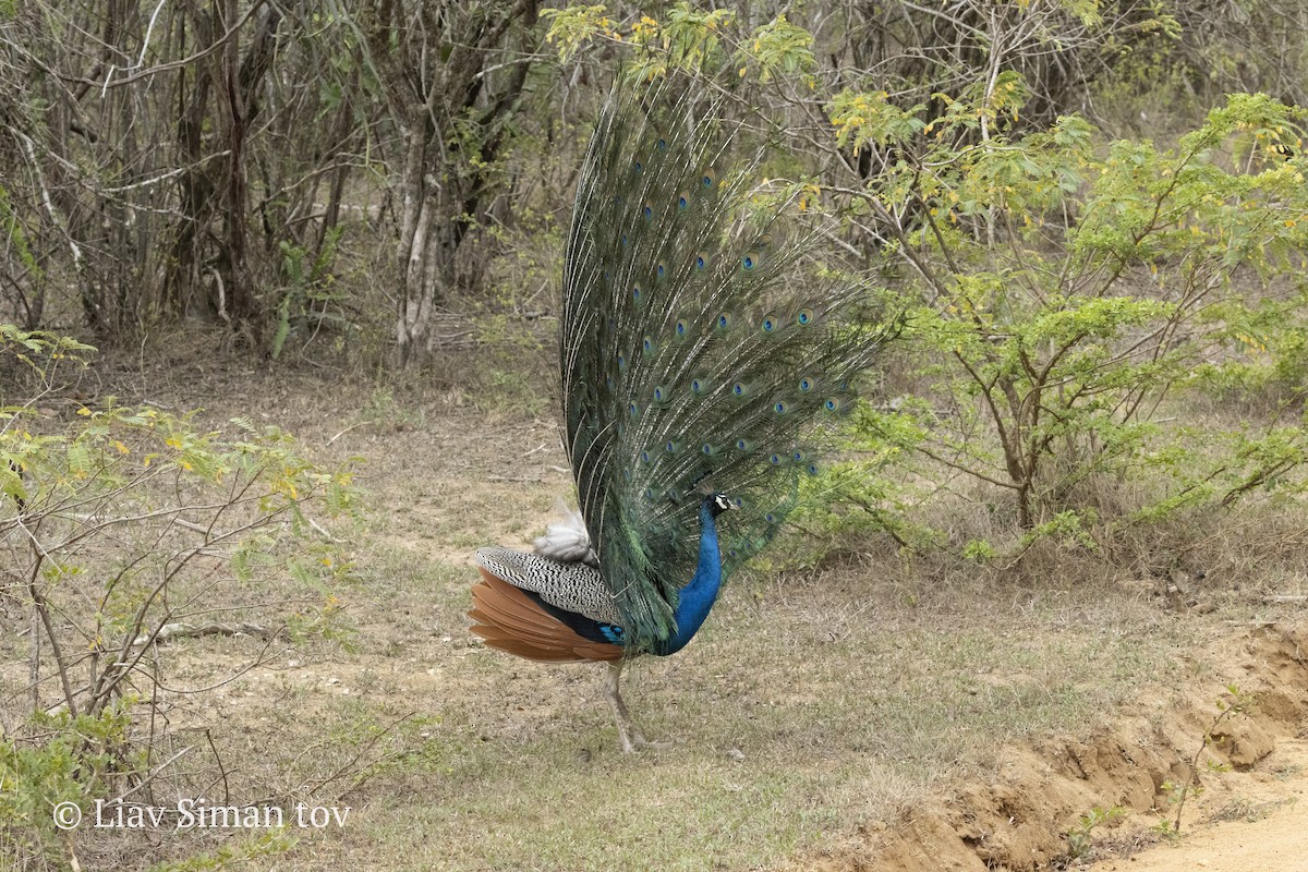 Indian Peafowl - ML646201871