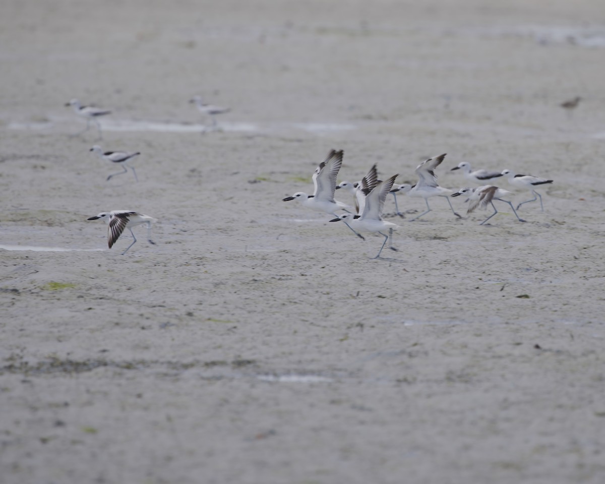 Crab-Plover - ML646201875