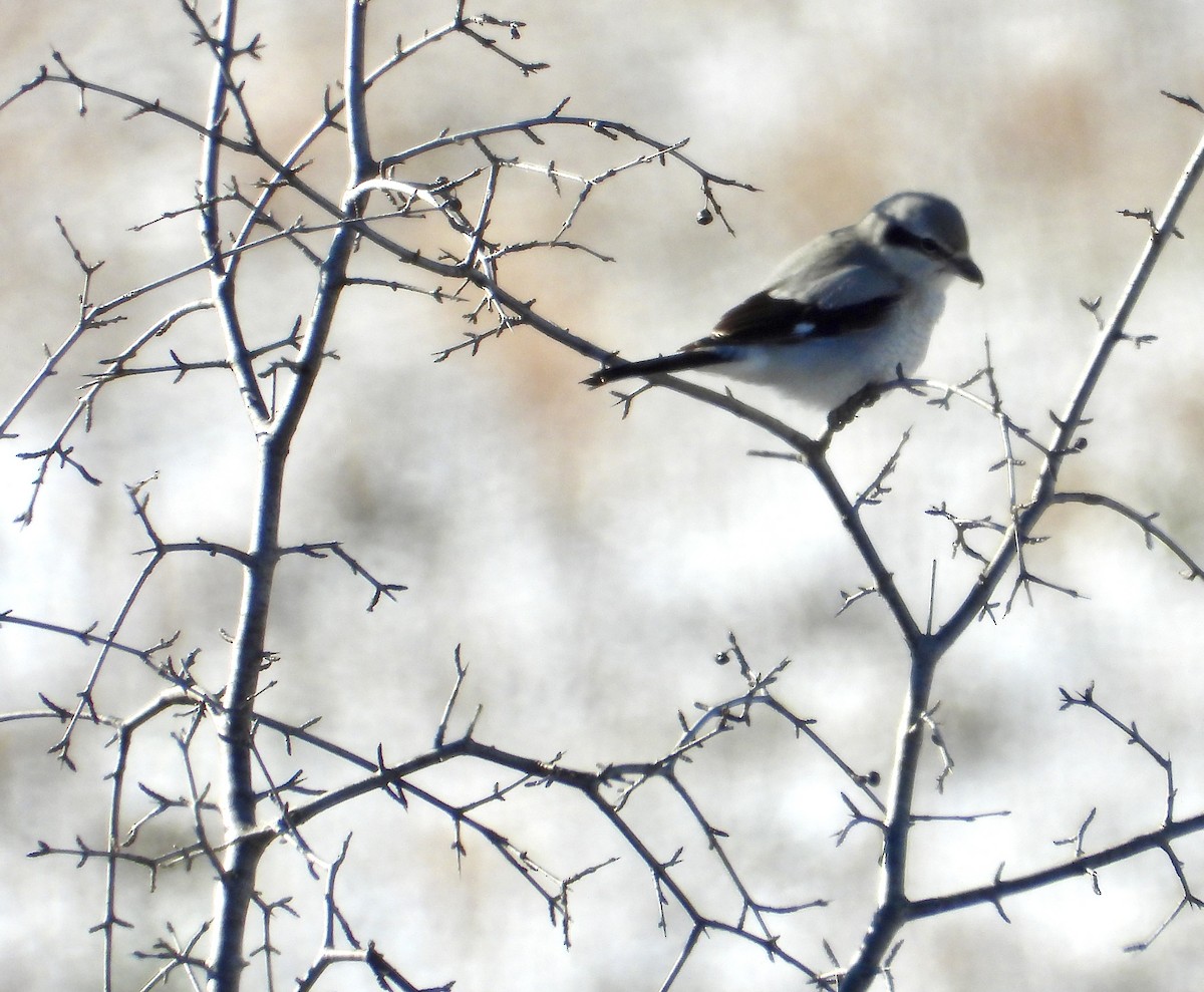 Boreal Örümcekkuşu - ML646201877