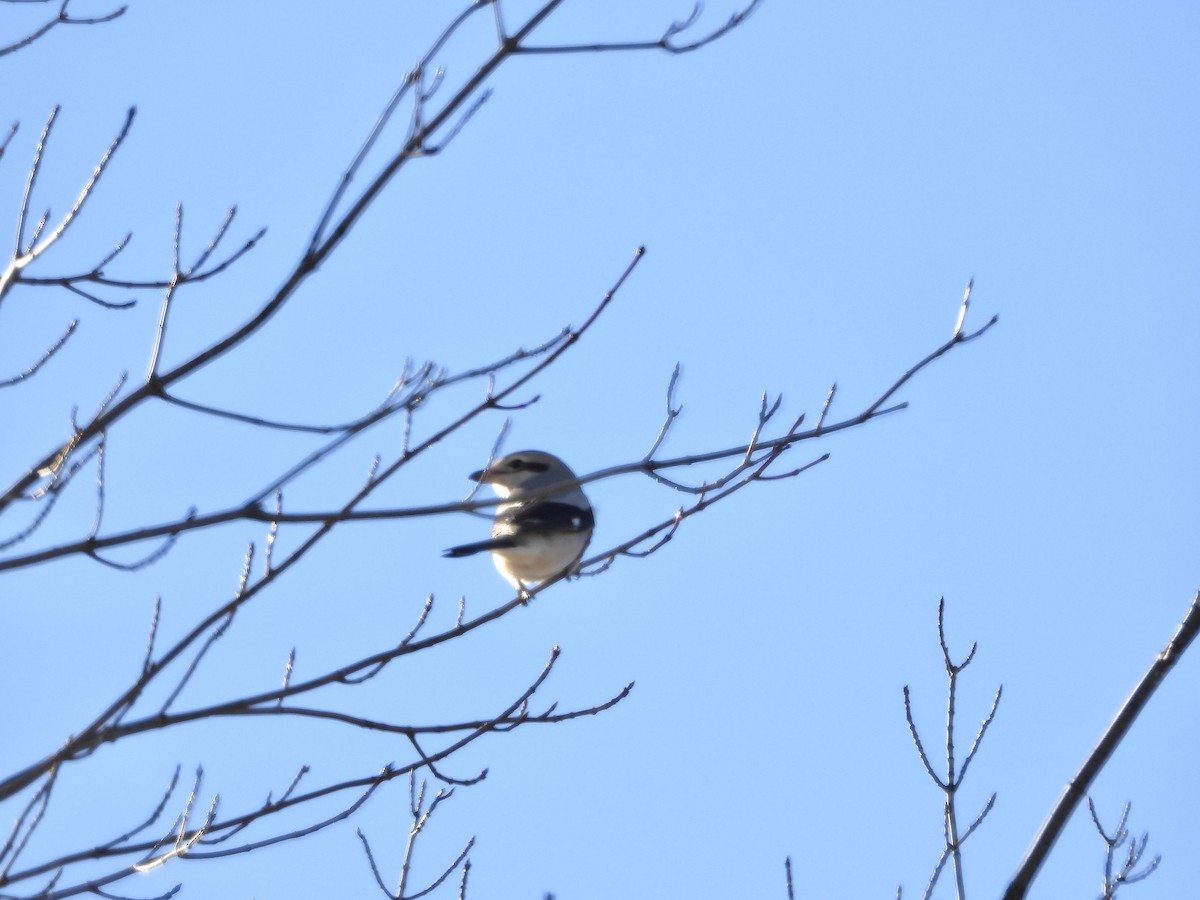 Boreal Örümcekkuşu - ML646201878