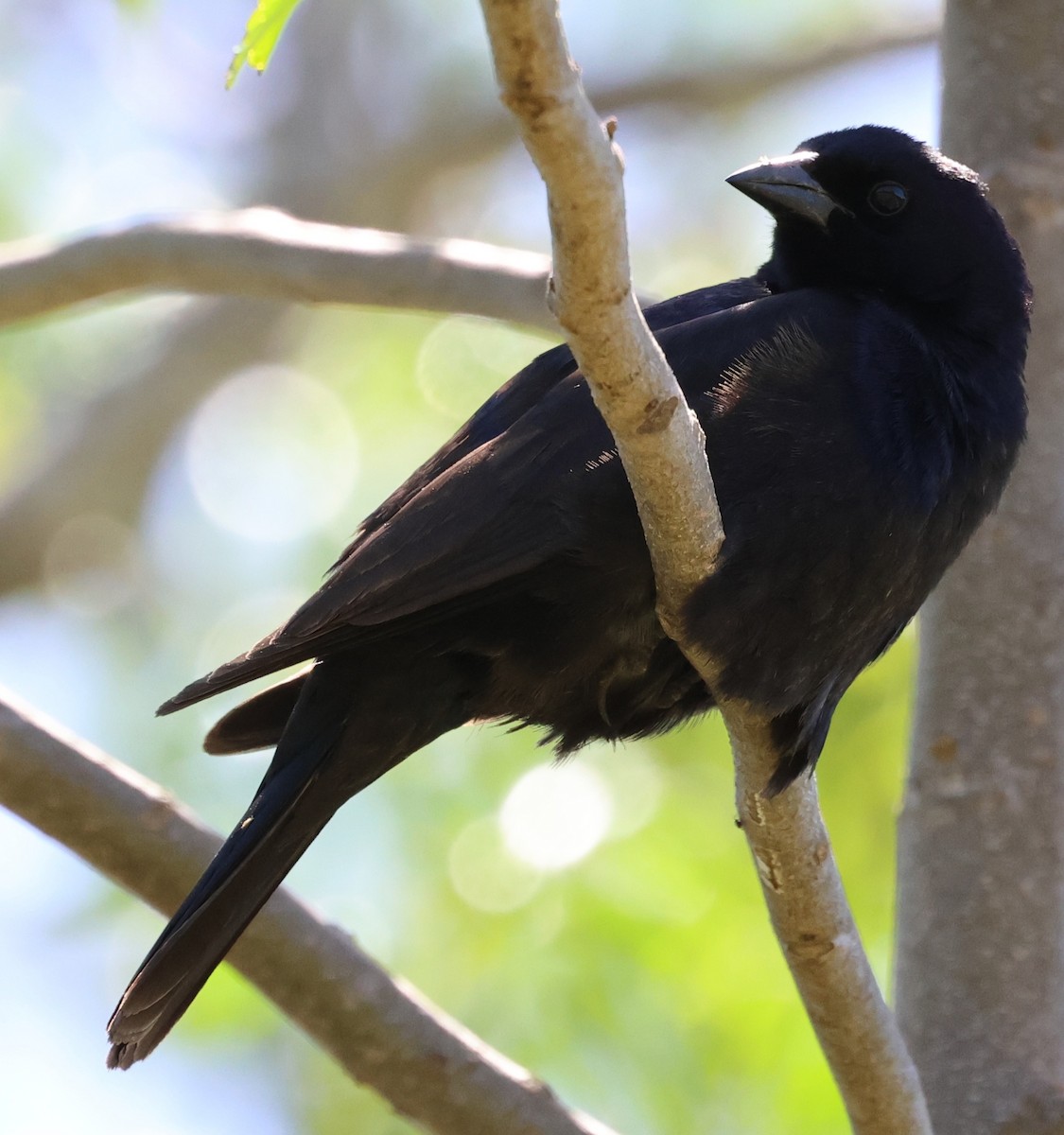 Screaming Cowbird - ML646201879