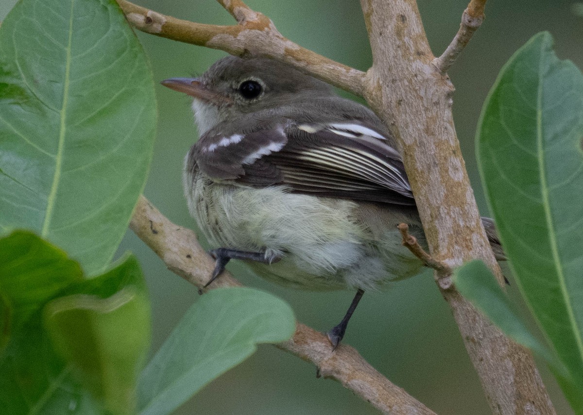 Mountain Elaenia - ML646201882