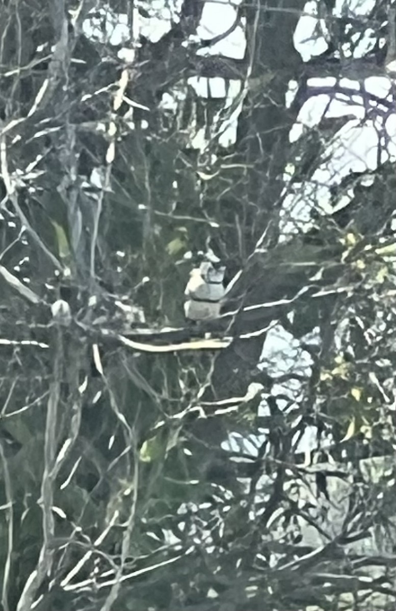 Double-barred Finch - ML646201886