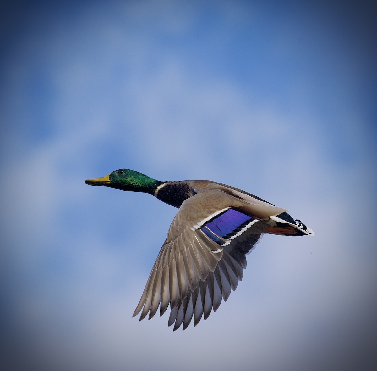 Germano reale - ML646201888