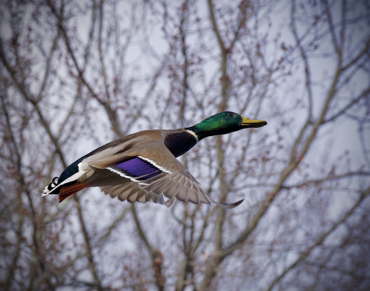 Germano reale - ML646201889