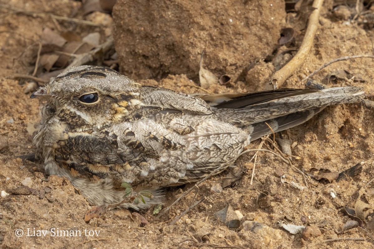 Indian Nightjar - ML646201890