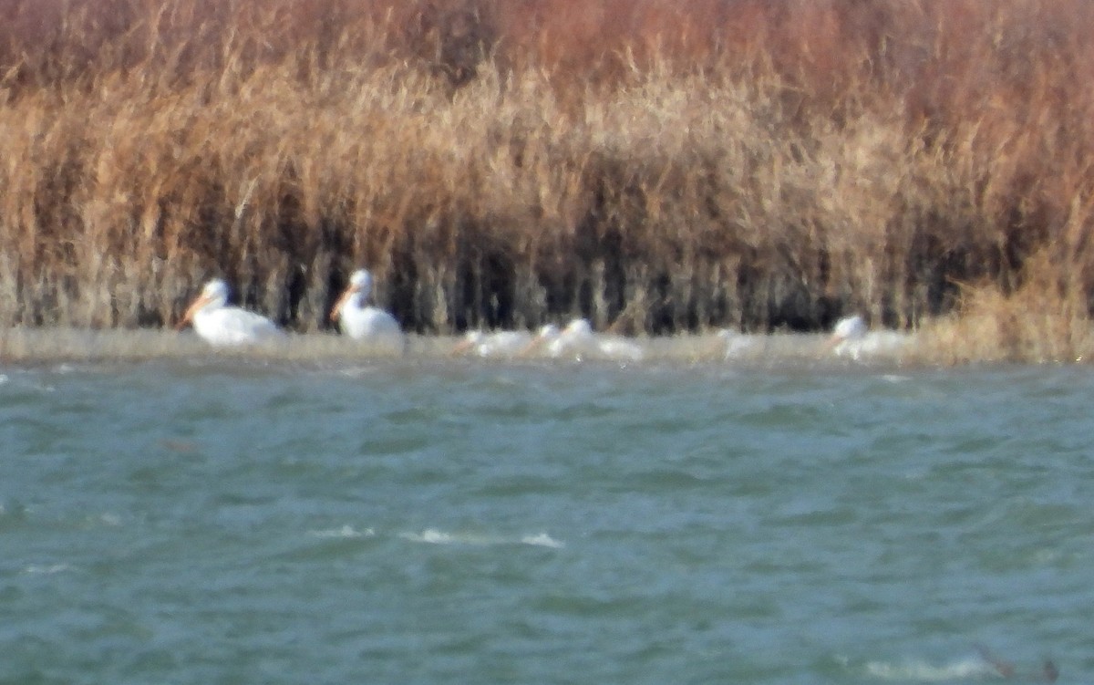 American White Pelican - ML646201894