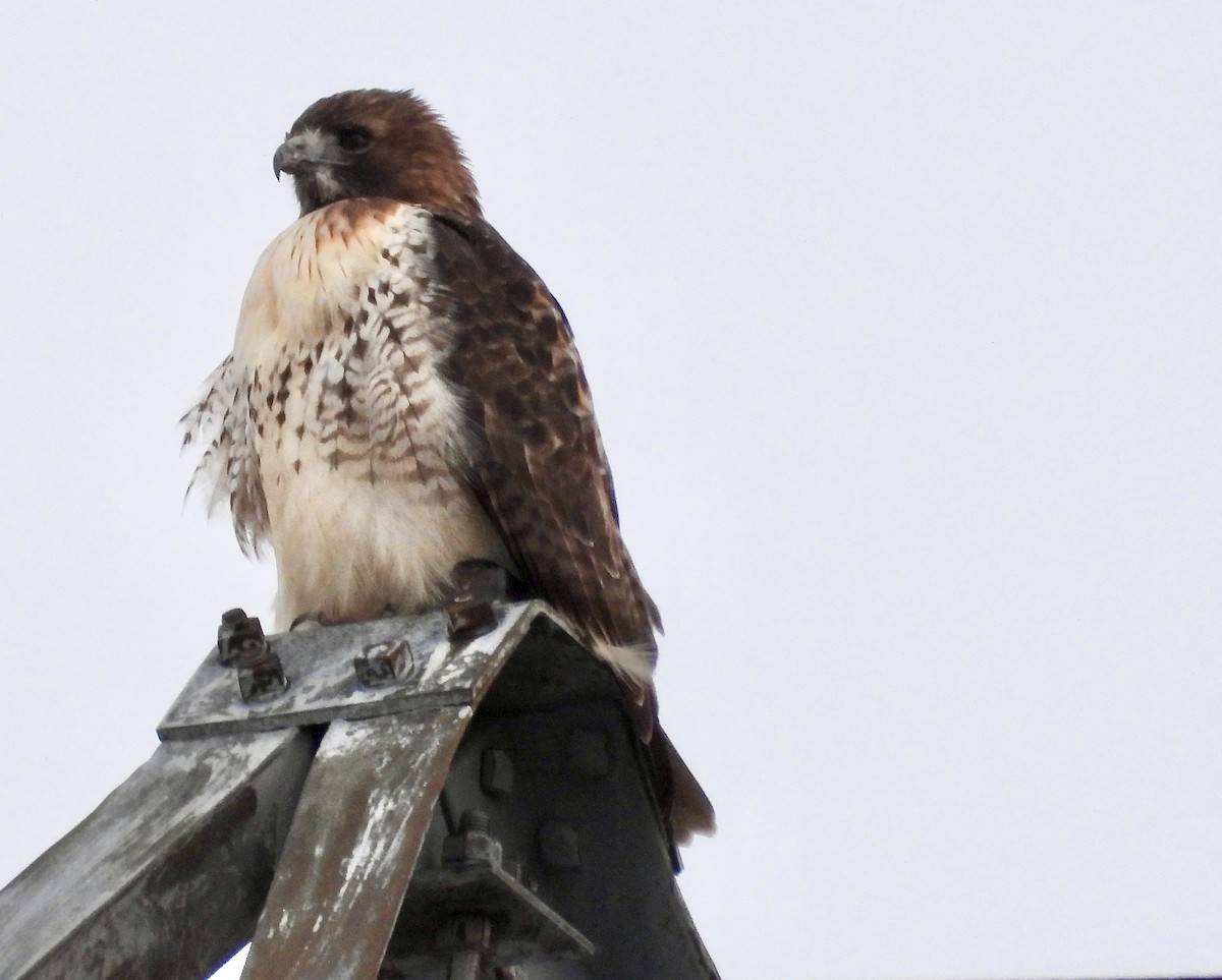 Kızıl Kuyruklu Şahin - ML646201897