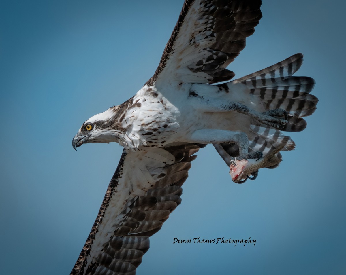 Osprey - ML646201898