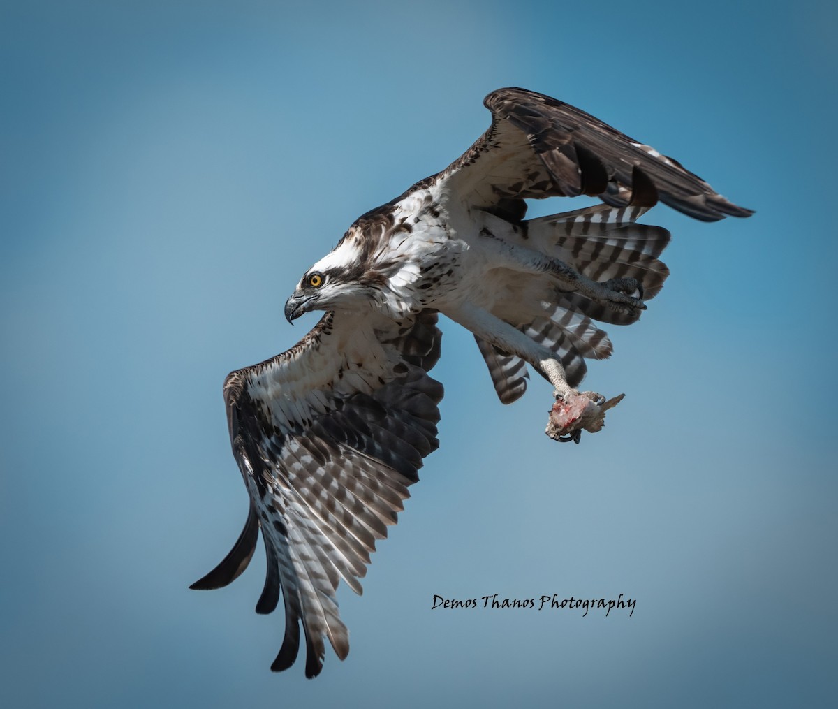 Osprey - ML646201899