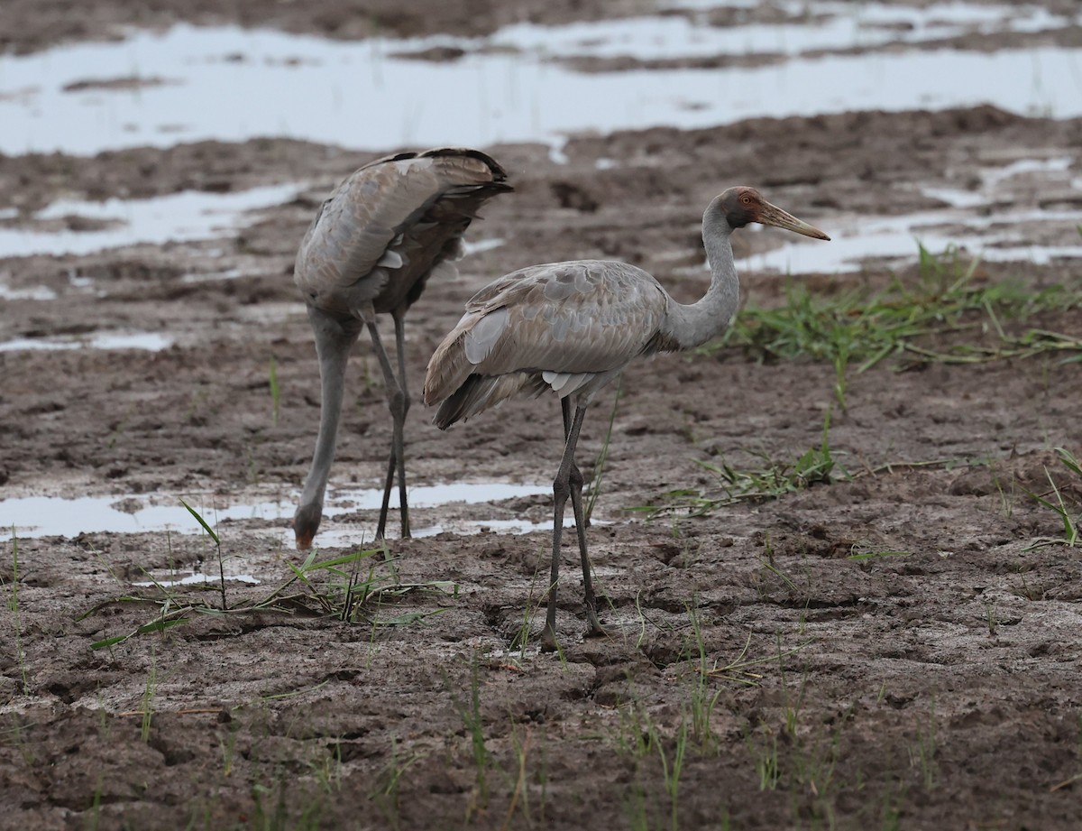 Brolga - ML646201900