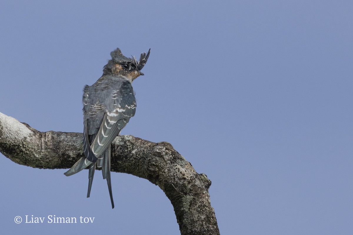 Crested Treeswift - ML646201901