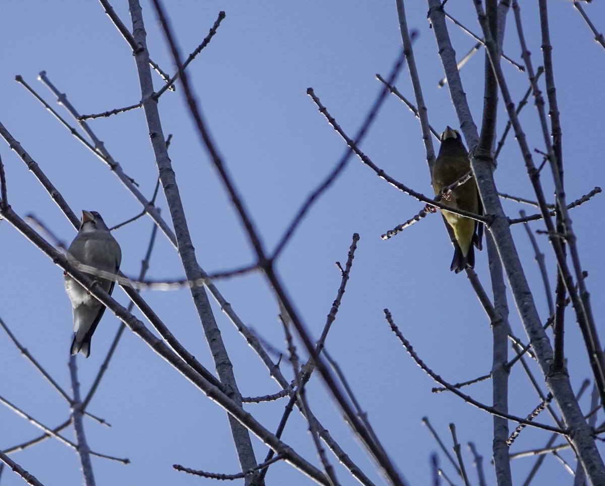 gulbrynkjernebiter - ML646201902