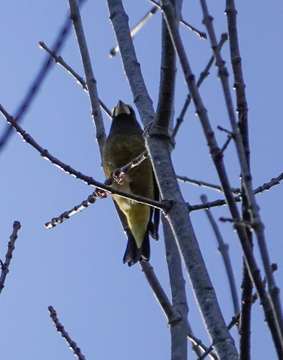 gulbrynkjernebiter - ML646201903