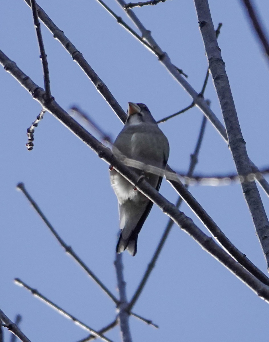 gulbrynkjernebiter - ML646201904