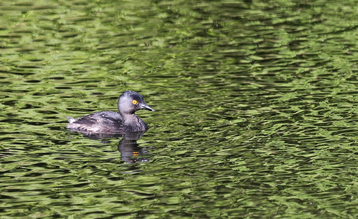 Least Grebe - ML646201905