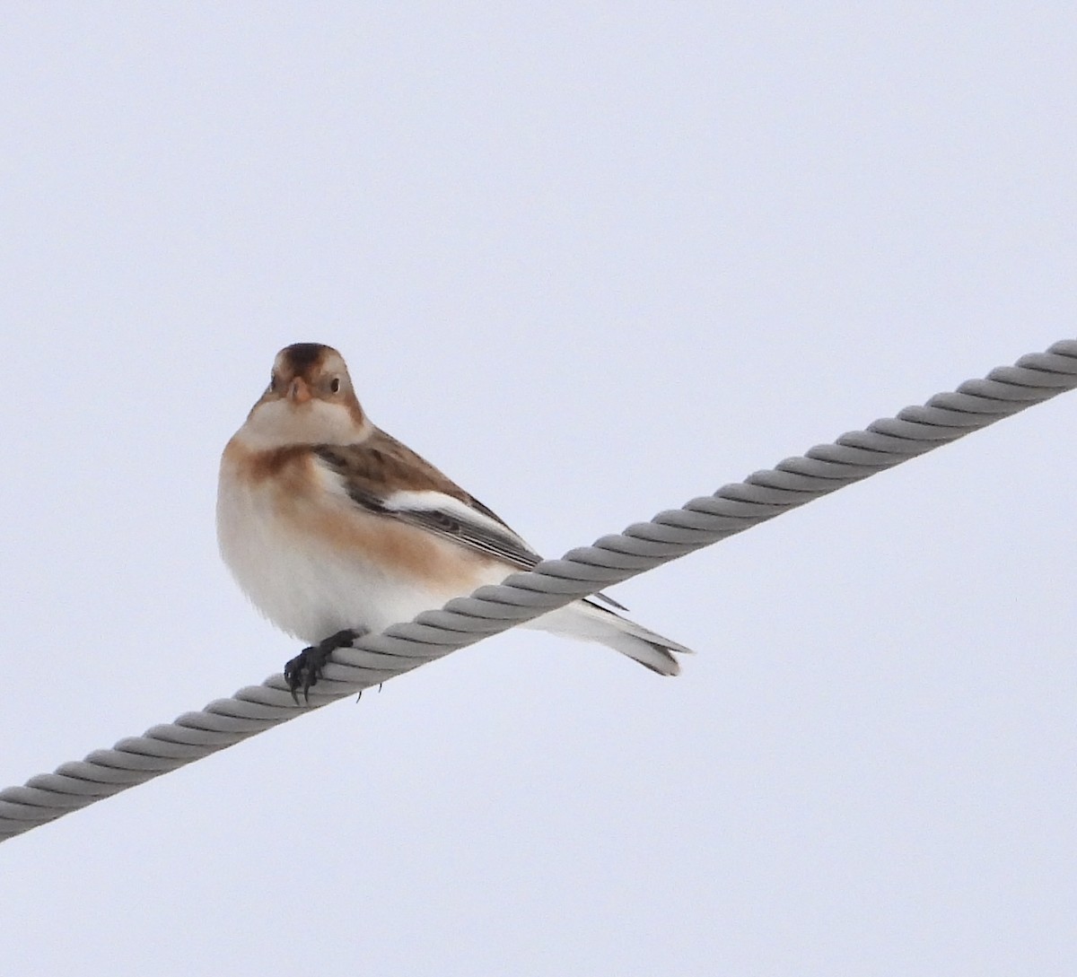 Alaca Çinte - ML646201909