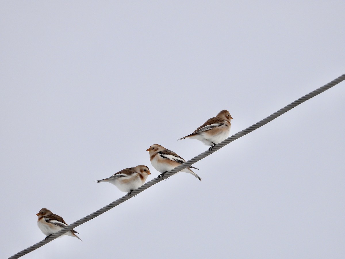 Alaca Çinte - ML646201910