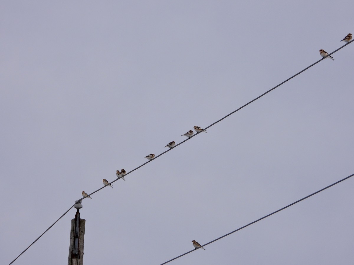 Alaca Çinte - ML646201911