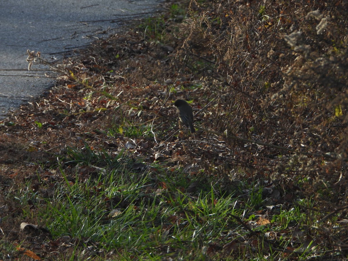Eastern Phoebe - ML646201912