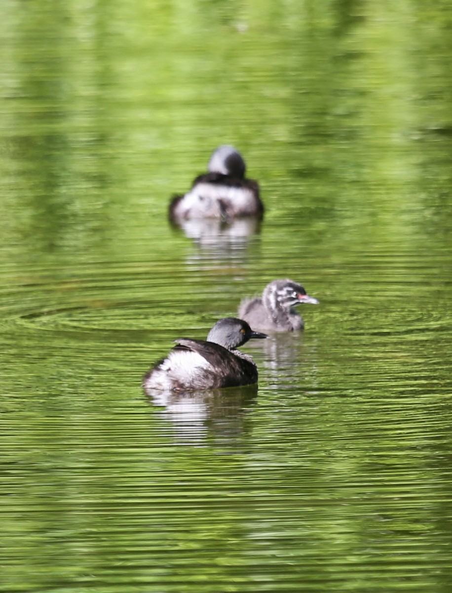 Least Grebe - ML646201914