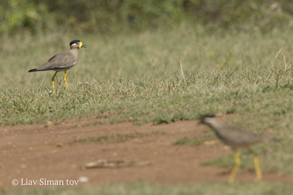 Yellow-wattled Lapwing - ML646201917