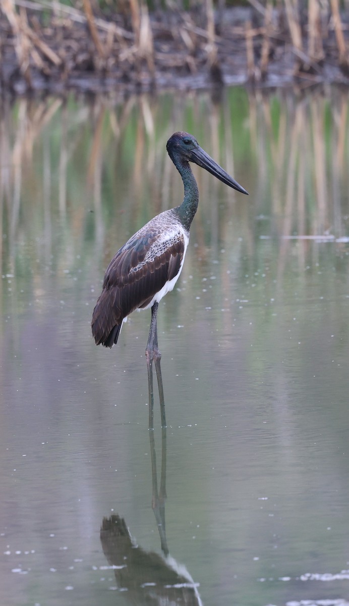 Black-necked Stork - ML646201919