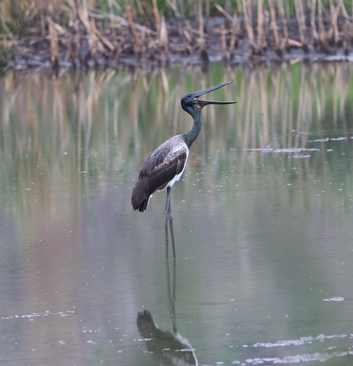 Black-necked Stork - ML646201920