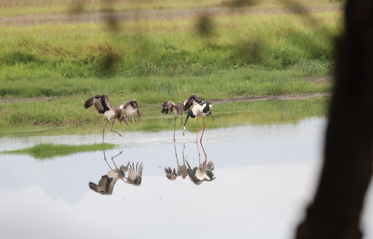 Black-necked Stork - ML646201921