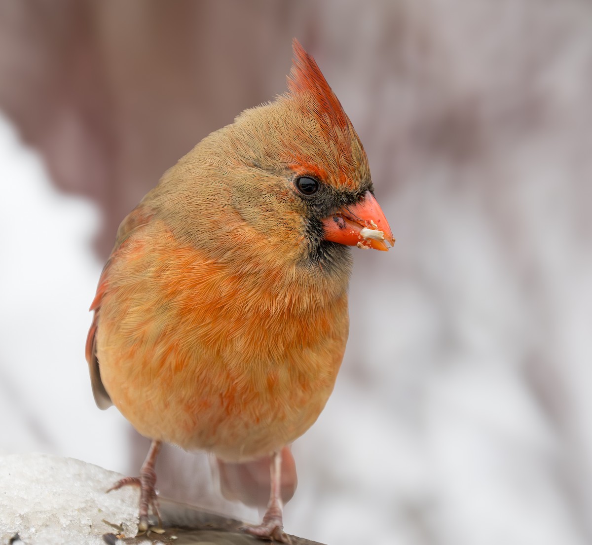 kardinál červený - ML646201923