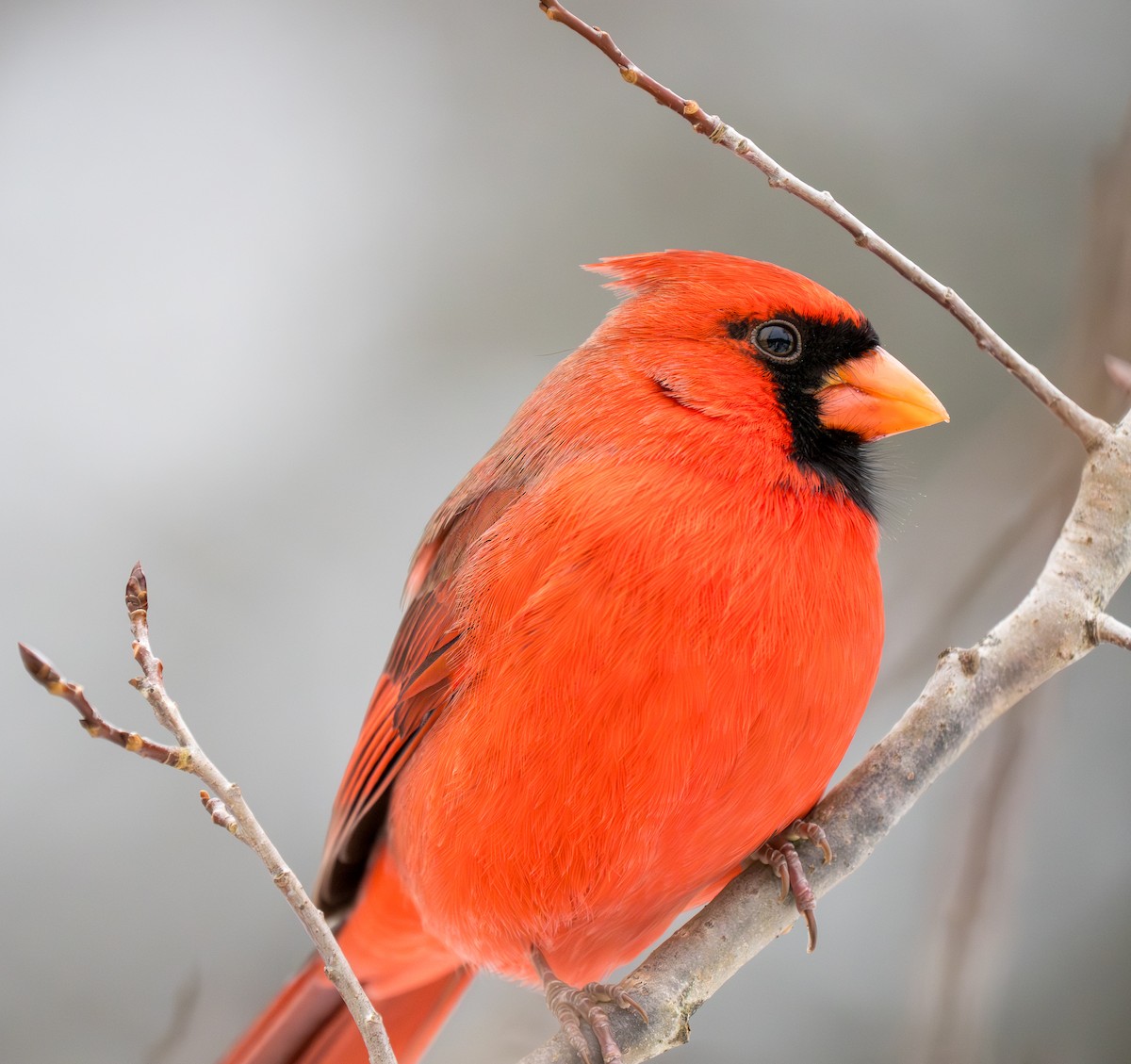 kardinál červený - ML646201924