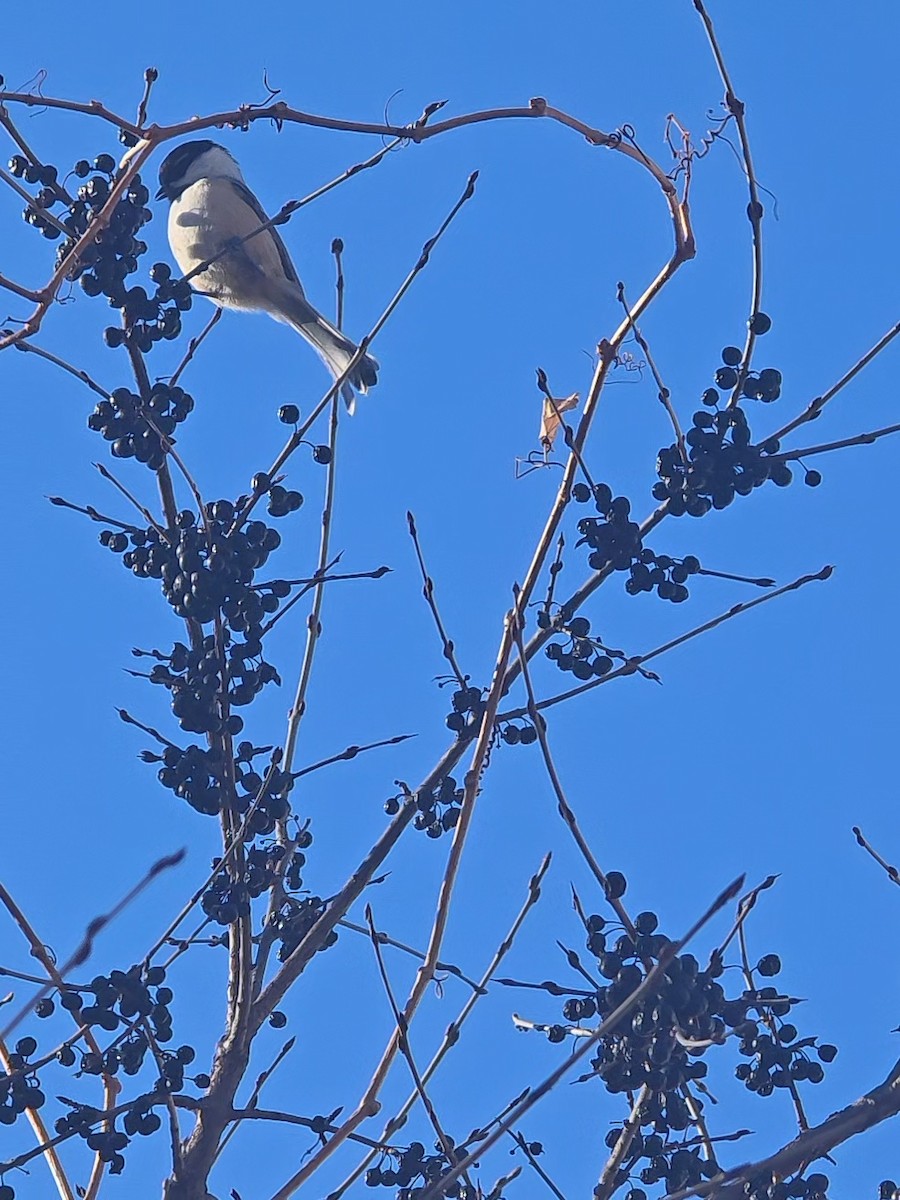 House Sparrow - ML646201925